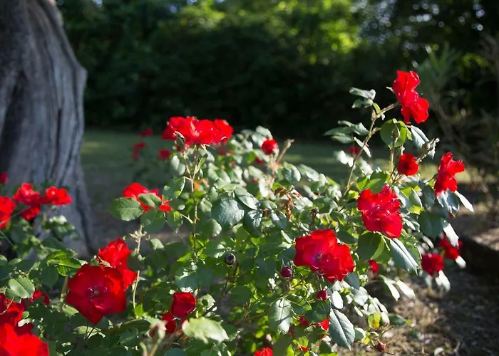 Casa Della Musica - Elegante Storica Con Giardino E Piscina 4*